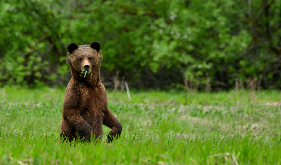 Great Bear Rainforest