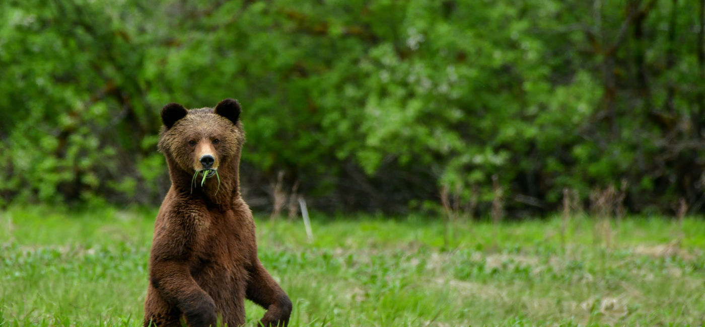 Image: Great Bear Rainforest (Photo Credit: Maple Leaf Adventures)
