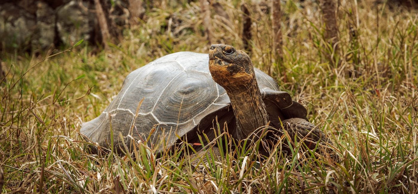 Image: Giant tortoises have returned to Floreana Island. (Photo Credit: Galápagos Conservancy)
