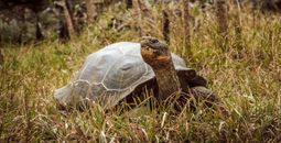 Giant tortoises have returned to Floreana Island.