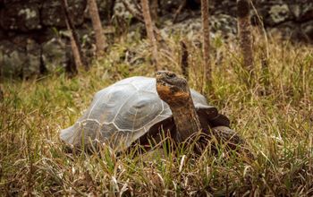 Giant tortoises have returned to Floreana Island.