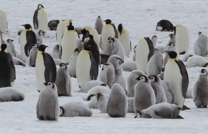 Snow Hill Emperor penguins in the Weddell Sea