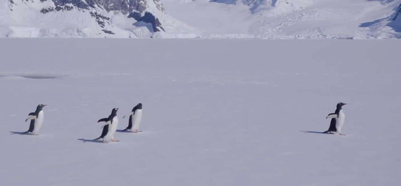 Photo: (Courtesy of Lindblad Expeditions)