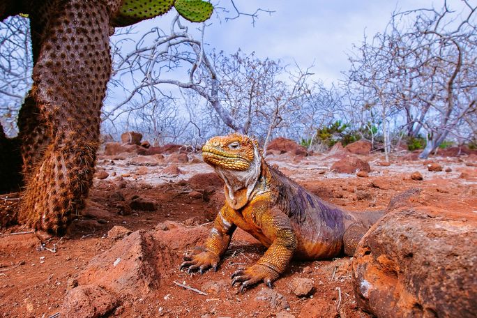 Travel advisors saw land iguanas while exploring the Galápagos Islands Travel advisors saw land iguanas while exploring the Galápagos Islands
