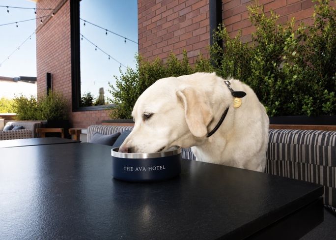 Hotels Roll Out Pampered Pet Packages for National Dog Month