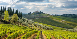 Vineyard in Tuscany