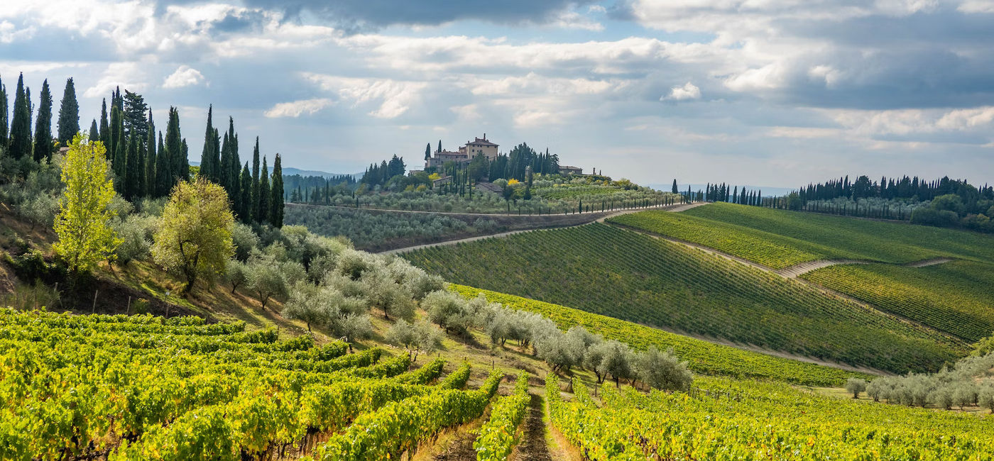 Image: Vineyard in Tuscany (Photo Credit: Classic Vacations)