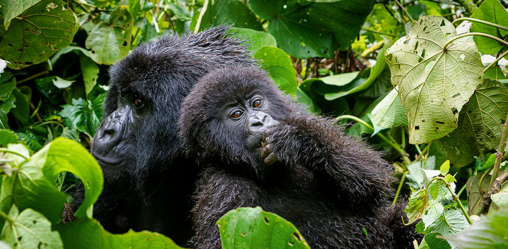 G Adventures Rwanda Volcanoes National Park