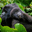 G Adventures Rwanda Volcanoes National Park