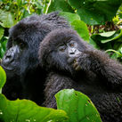 G Adventures Rwanda Volcanoes National Park