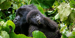 G Adventures Rwanda Volcanoes National Park