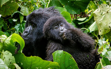G Adventures Rwanda Volcanoes National Park