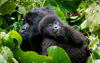 G Adventures Rwanda Volcanoes National Park
