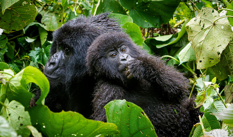 G Adventures Rwanda Volcanoes National Park