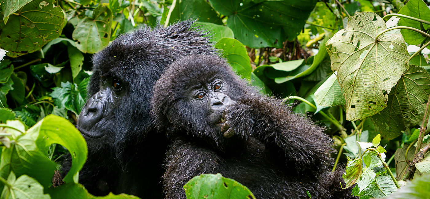 Image: Parc national des Volcans, au Rwanda (Source: G Adventures)