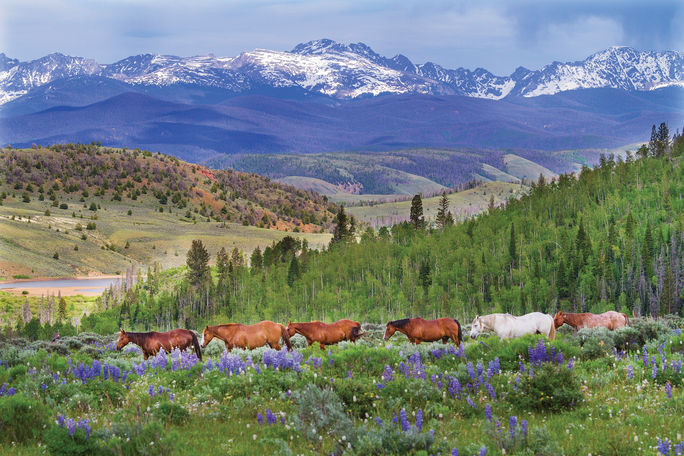 C Lazy U Ranch horses C Lazy U Ranch horses