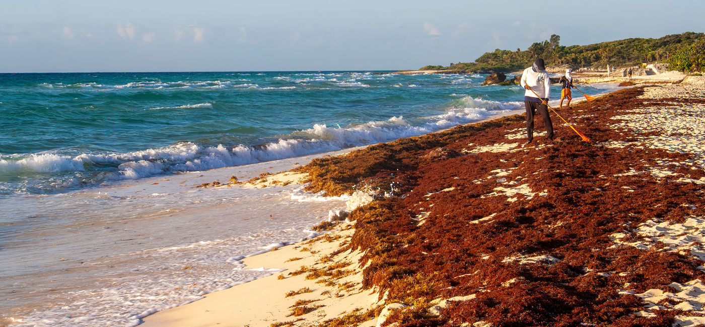 Image: Sargassum clean-up in Playa del Carmen, Mexico. (Photo Credit: sarah/Adobe)