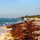 Sargassum clean-up in Playa del Carmen, Mexico