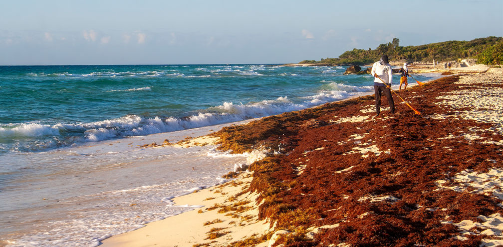 Sargassum clean-up in Playa del Carmen, Mexico