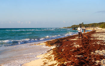Sargassum clean-up in Playa del Carmen, Mexico