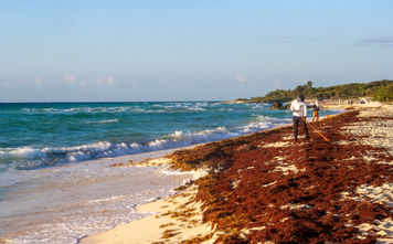 Sargassum clean-up in Playa del Carmen, Mexico