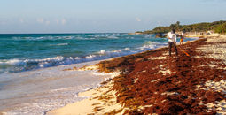 Sargassum clean-up in Playa del Carmen, Mexico