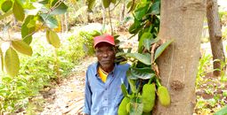 Trees for Kenya