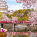 Boat ride on the moat of Himeji Castle with cherry blossoms in Japan.