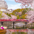 Boat ride on the moat of Himeji Castle with cherry blossoms in Japan.
