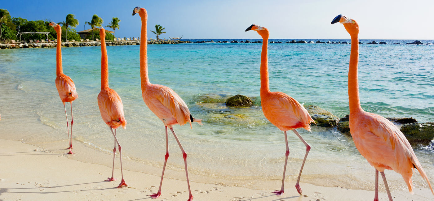 Image: Flamingo on the beach, Aruba (Photo Credit: Natalia Barsukova/Adobe Stock)
