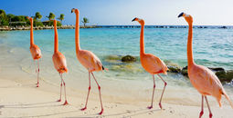 Flamingo on the beach, Aruba