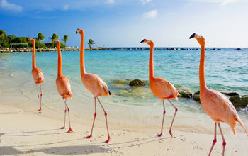 Flamingo on the beach, Aruba