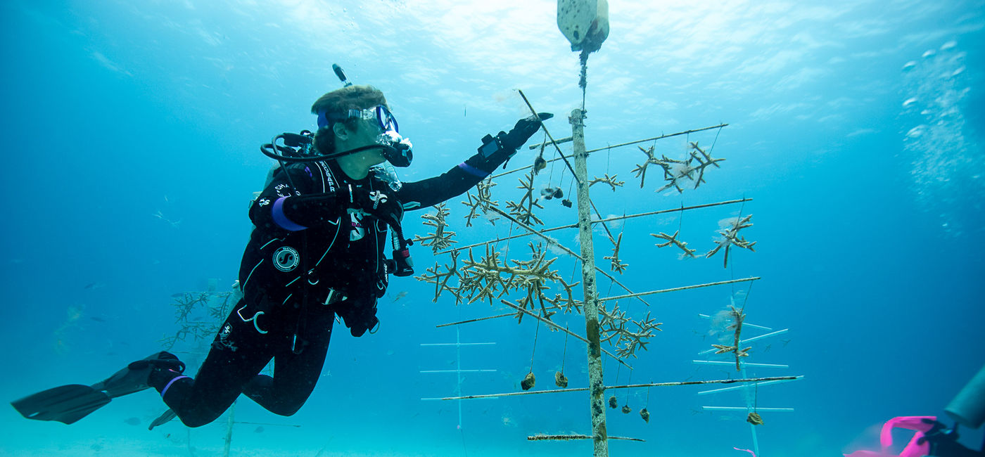 Image: Coral growing at an Iberostar resort as part of its Wave of Change program. (photo via Iberostar) ((photo via Iberostar))