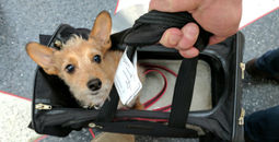 Travel Dog, Travel Pet, Kennel