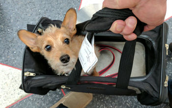 Travel Dog, Travel Pet, Kennel