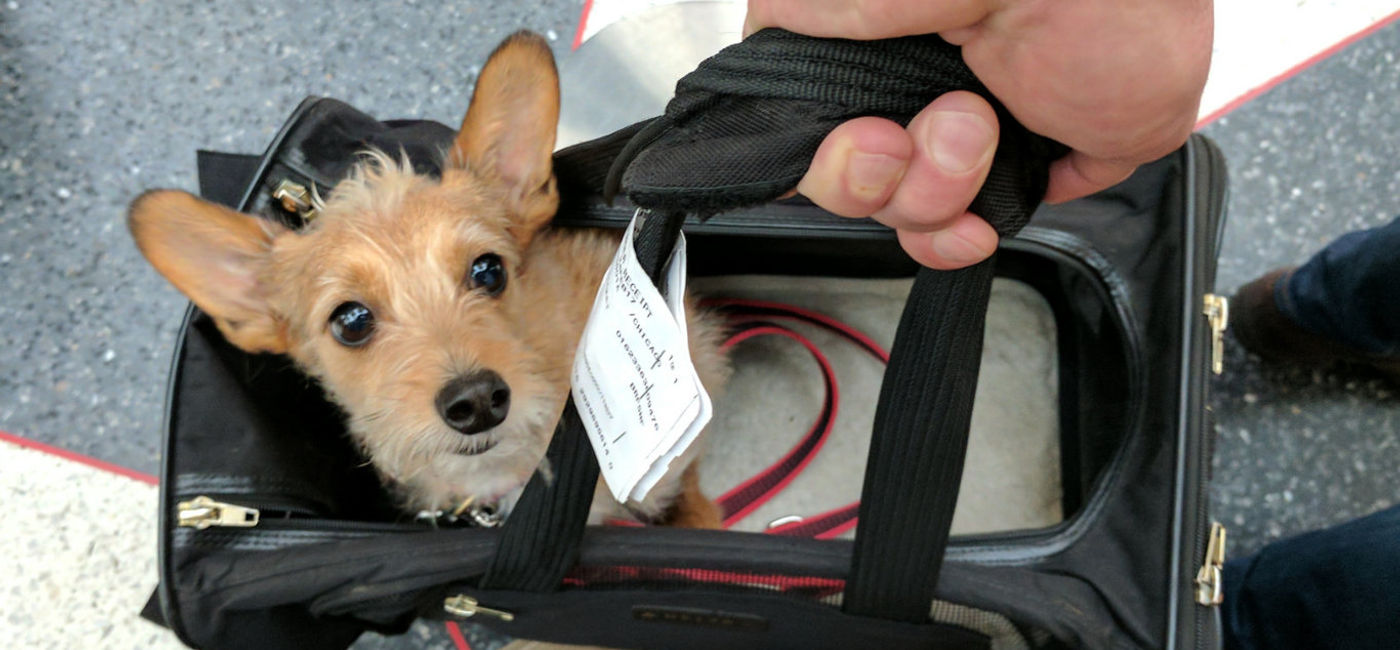 Image: PHOTO: Travel Dog. (photo via Flickr/Brian Johnson & Dane Kantner)