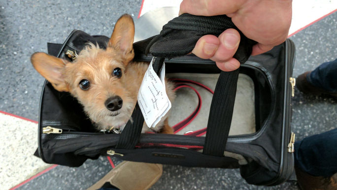 Travel Dog, Travel Pet, Kennel Travel Dog, Travel Pet, Kennel