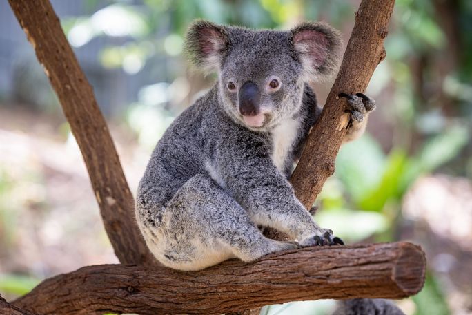 See koala's in Australia See koala's in Australia