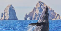 Whale watching in Los Cabos