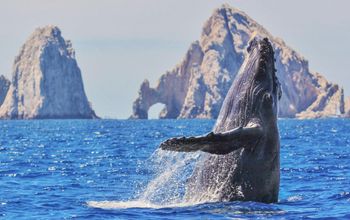 Whale watching in Los Cabos