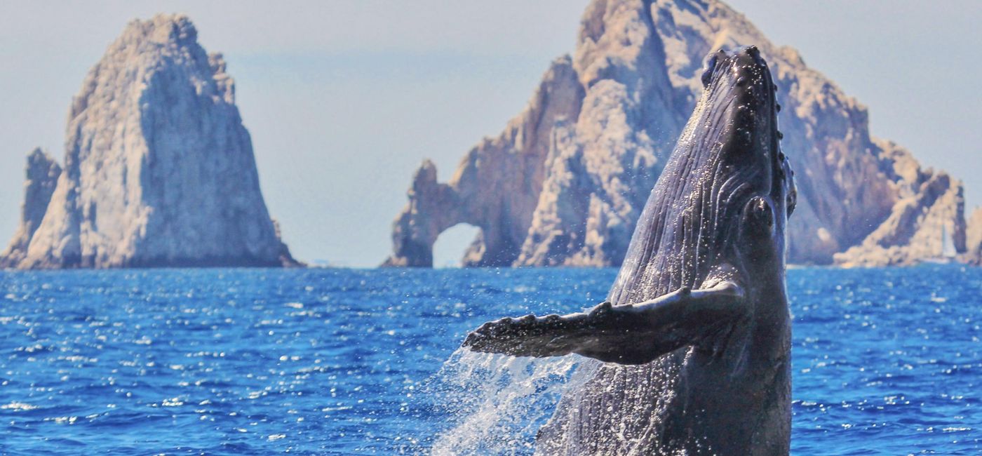 Best Places for Whale Watching