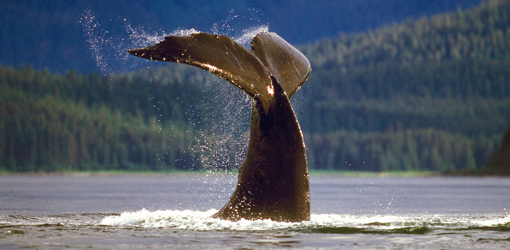 Whale sightings in Alaska