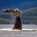Whale sightings in Alaska