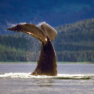 Whale sightings in Alaska