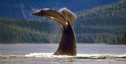 Whale sightings in Alaska
