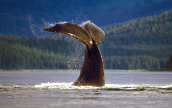 Whale sightings in Alaska