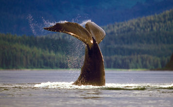Whale sightings in Alaska