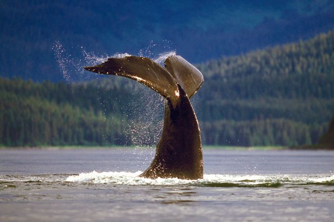 Whale sightings in Alaska