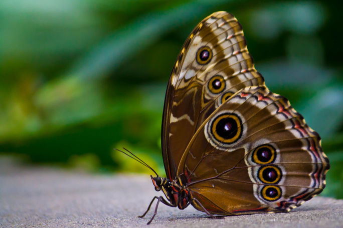 tropical butterfly house pacific science center tropical butterfly house pacific science center