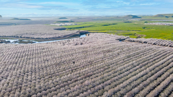 Visit Modesto, california, flower tourism, farm tourism, agrotourism, spring travel